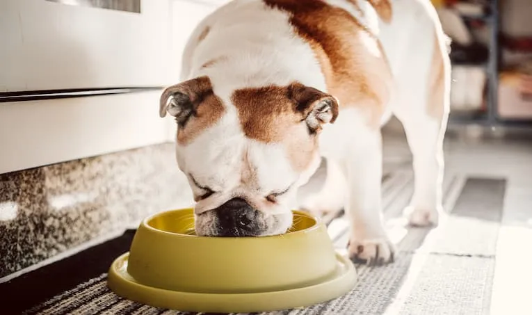 6 Easy Ways to Save on Dog and Cat Food